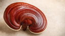 What Is Reishi Mushroom?