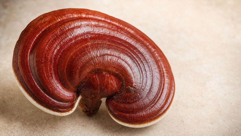 What Is Reishi Mushroom?