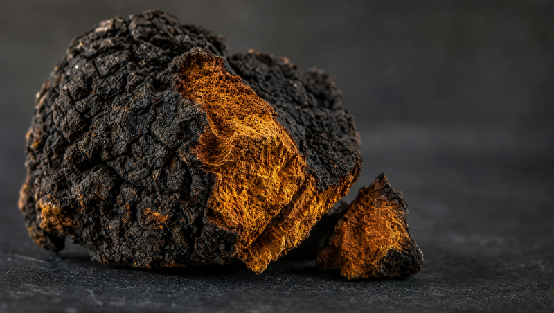 What Is Chaga Mushroom?