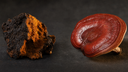 Chaga vs Reishi: What's the Difference